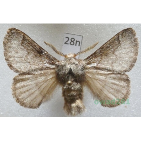 Trichiura crataegi (Linnaeus, 1758) male Barczatka głogowica Czech28n